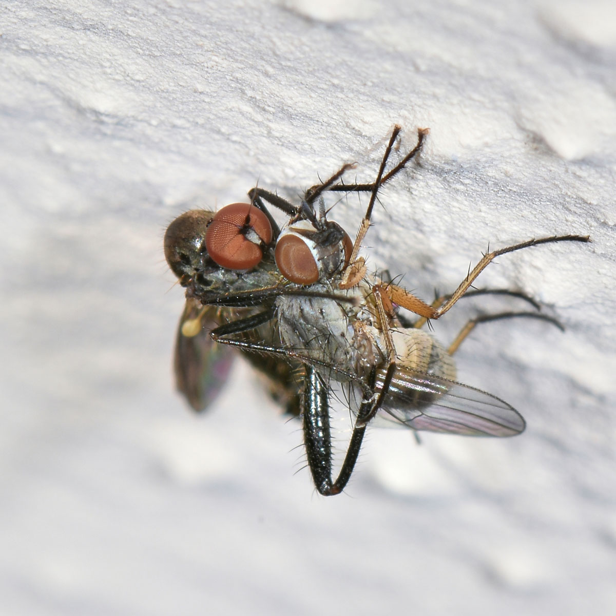 Hybotidae: Hybos sp.?  Sì !